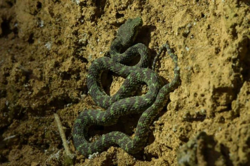 New kind of pit viper discovered in South