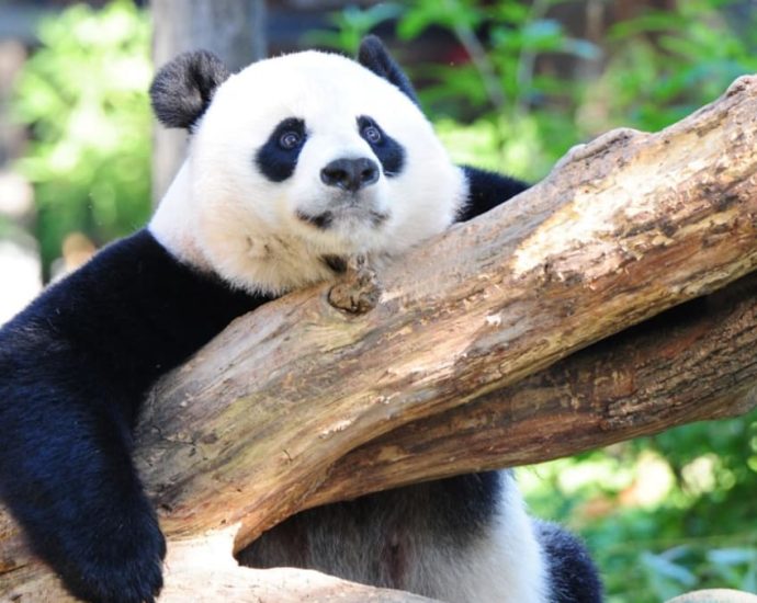 Not so black and white? Panda fibs fuel anti-US vibe in China