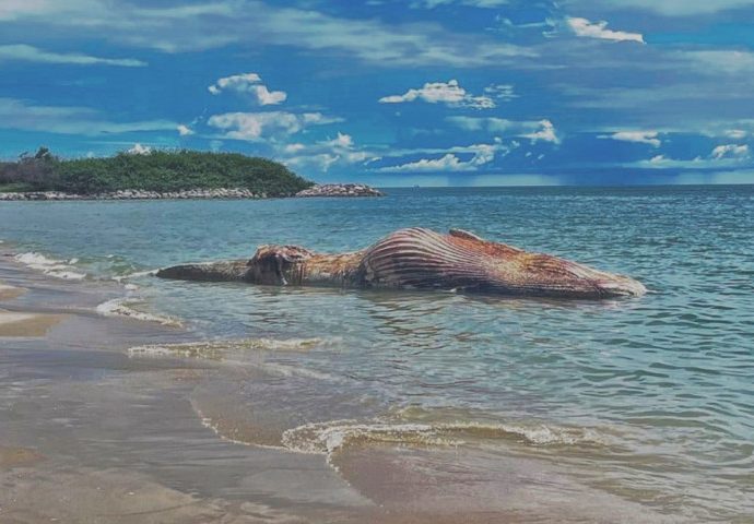 Rare Bryde’s whale carcass found off Cha-am beach