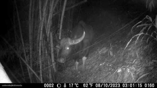 Rare gaur seen in north