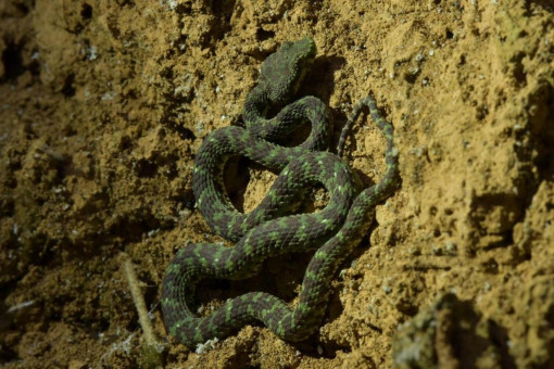 Satun viper a ‘new species’