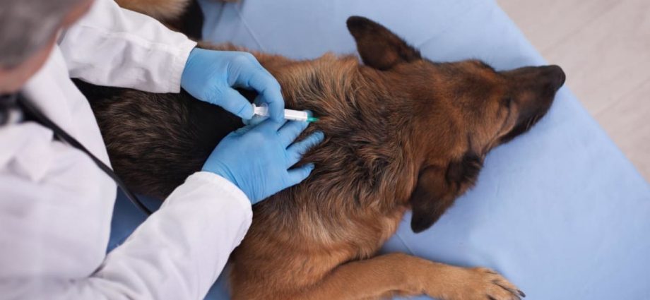 Singapore to set up veterinary council to raise sector standards, support for over 1,000 professionals