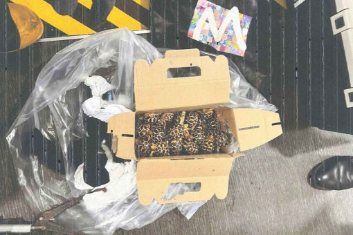 Smuggled critters cause chaos on Bangkok-Taipei flight