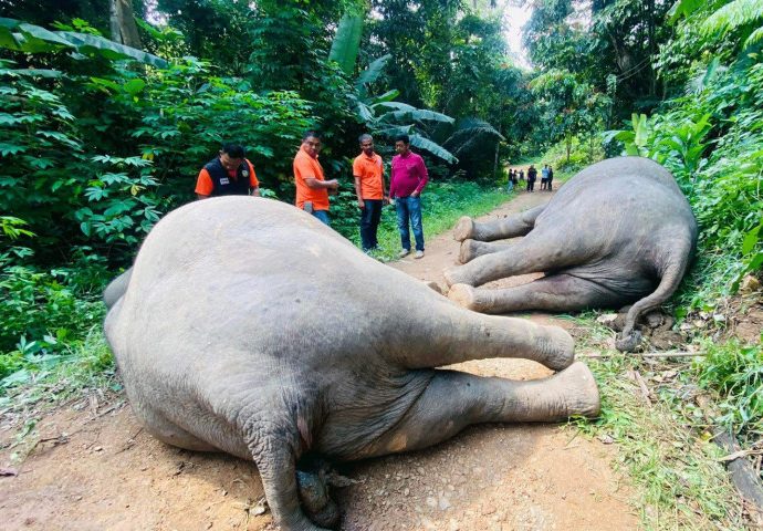 Two wild elephants electrocuted