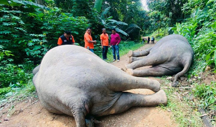 Two wild elephants electrocuted