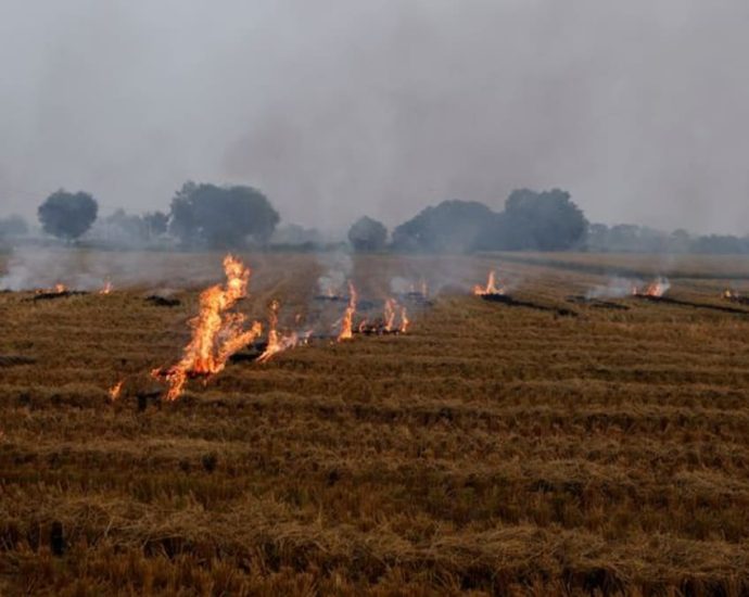 'Breathless and very uncomfortable': Indian farmers carry on burning crop stubble despite cost to health