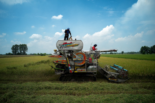 Cabinet approves B55bn in rice price support