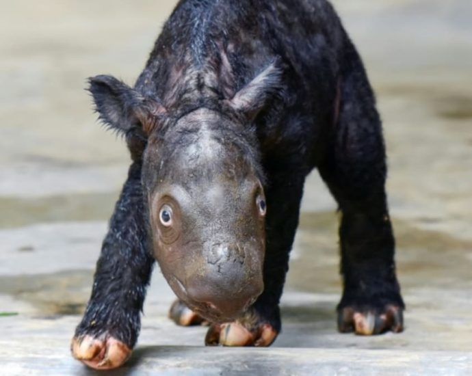 Critically endangered Sumatran rhino born in Indonesia