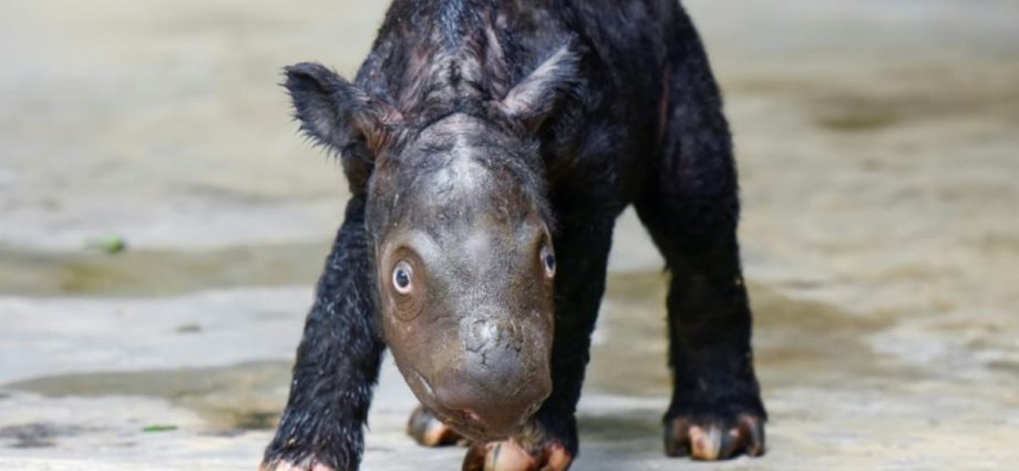 Critically endangered Sumatran rhino born in Indonesia