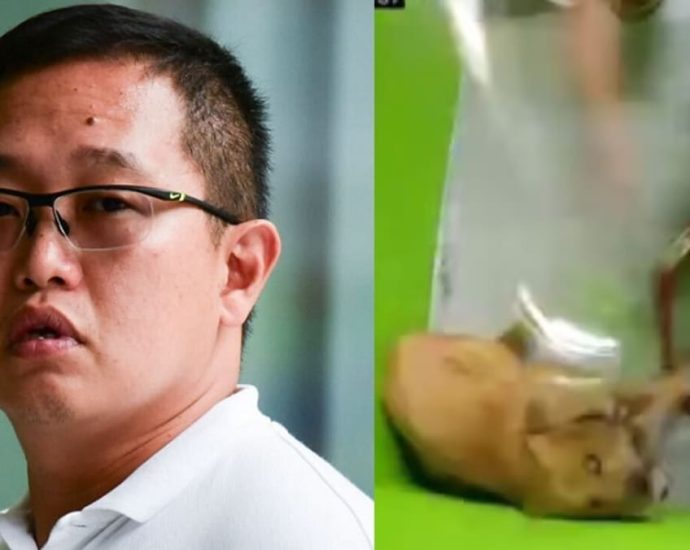 Dog handler charged with beating dog cruelly at K9 Connection training centre