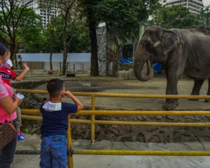 Elephant at centre of animal rights campaign dies in Philippine zoo