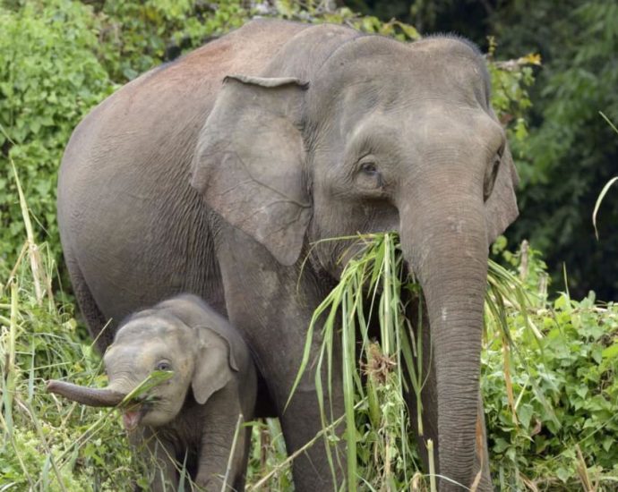 Elephants trample car after it hits calf along Malaysia highway