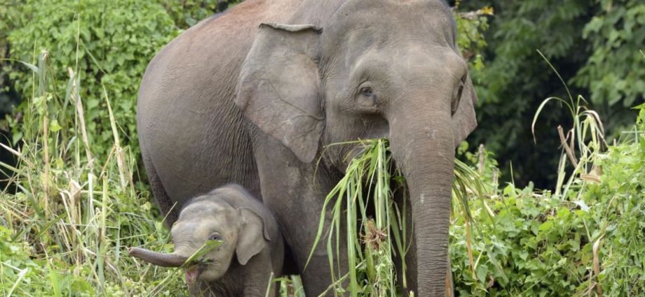Elephants trample car after it hits calf along Malaysia highway