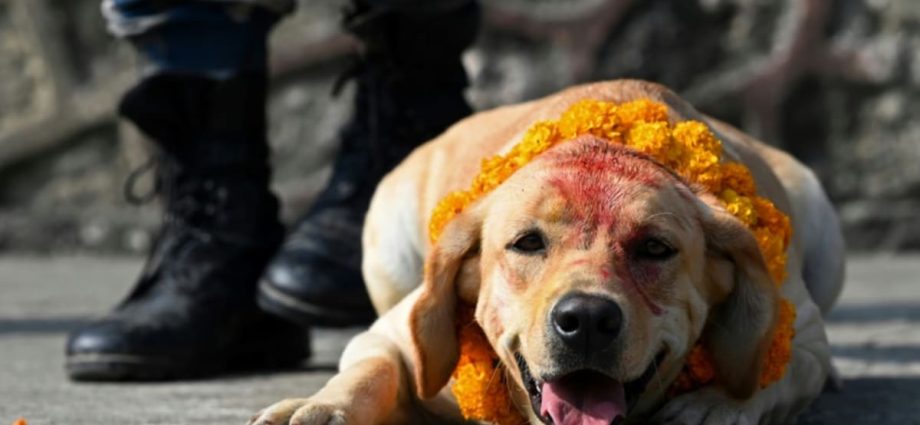 Every dog has its day during Kukur Tihar, a Hindu festival for Nepal’s dogs