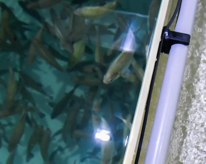 Fresh fish in your area: Container fish farm launched next to Tampines Round Market & Food Centre