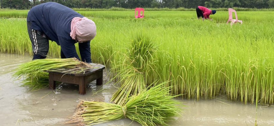 Green rice scheme to aid 250,000 smallholders