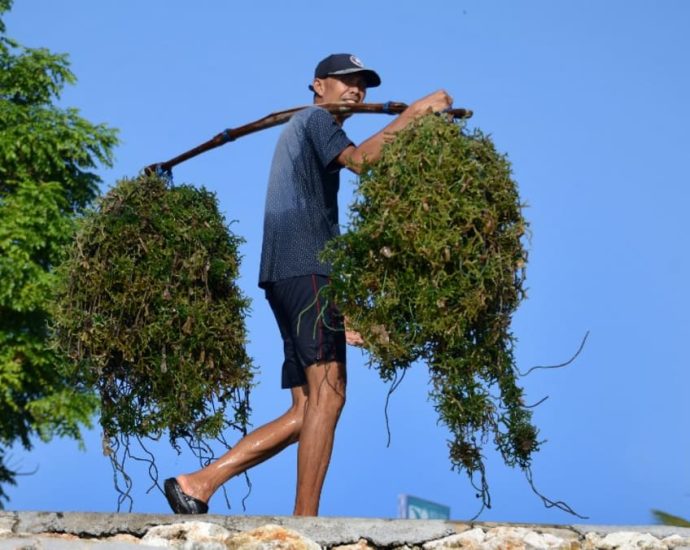 Indonesia's Jokowi to push for domestic seaweed processing, including for fuel