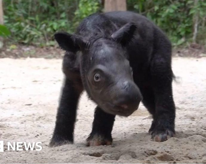 Rare Sumatran rhino born in Indonesia