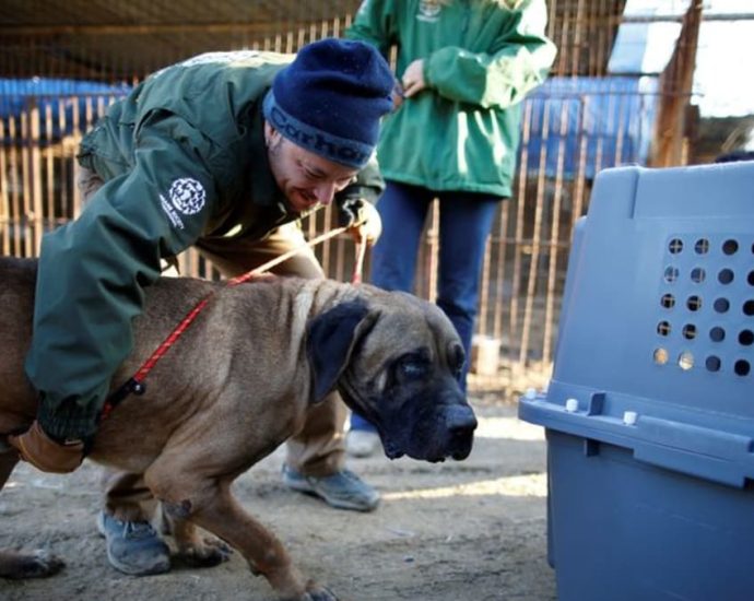 South Korea aims to ban dog meat consumption