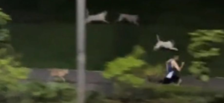 Wild dogs seen chasing jogger in Pasir Ris to be trapped and sterilised: AVS