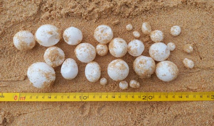 118 turtle eggs found on Phangnga beach