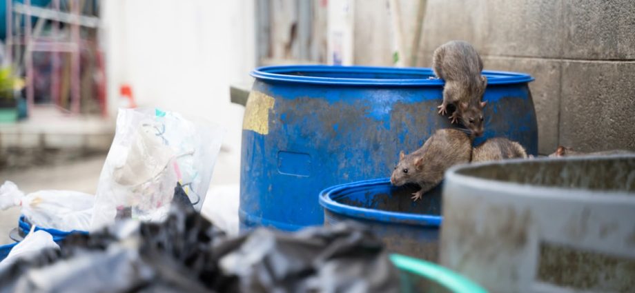 Commentary: Are people in Singapore too squeamish about pests?