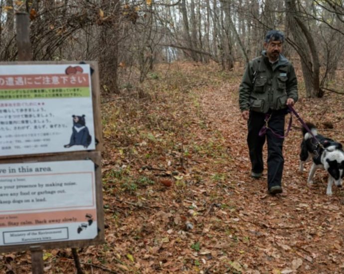 Dogs, antennas and honey for Japan’s big bear problem