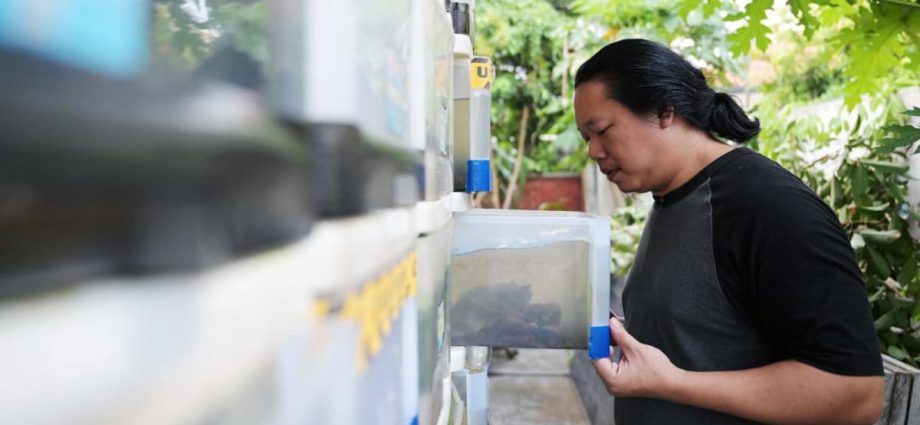 From farm to table in an HDB flat: How an urban farmer is bringing crab rearing to Singapore homes
