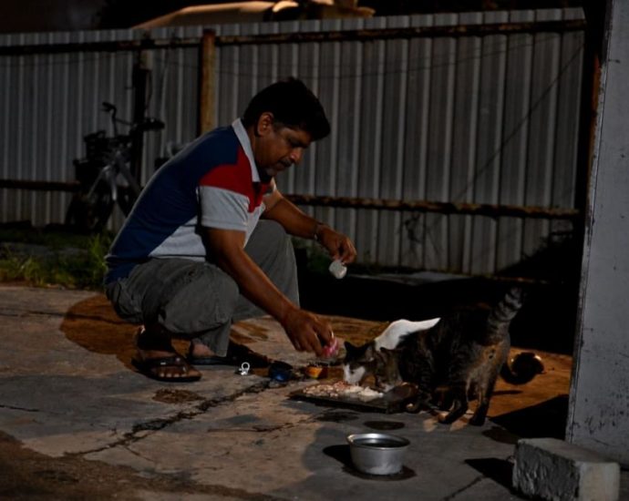 In Singapore's industrial fringe, migrant workers form unlikely bonds with stray animals