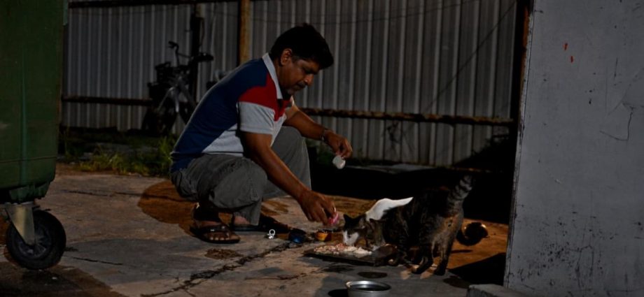 In Singapore's industrial fringe, migrant workers form unlikely bonds with stray animals
