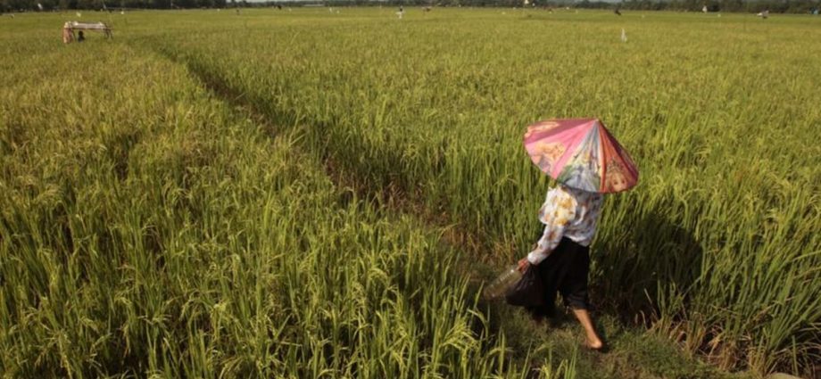 Indonesia calls in army to help farmers plant rice as drought curbs output