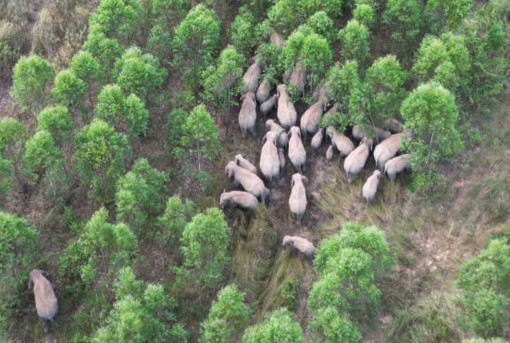 Marauding jumbos driven back into forest