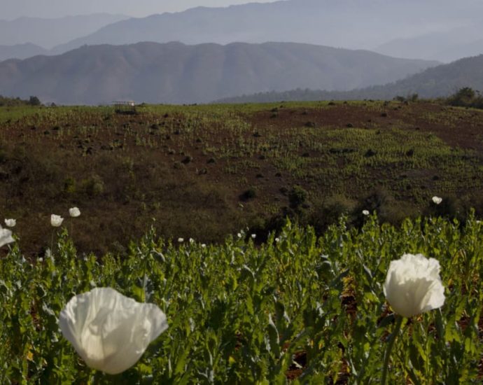 Myanmar is now world's largest source of opium, UN says