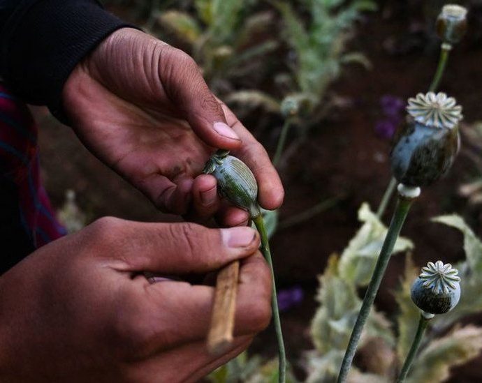 Myanmar overtakes Afghanistan as opium producer