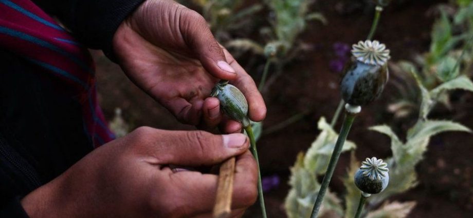 Myanmar overtakes Afghanistan as opium producer