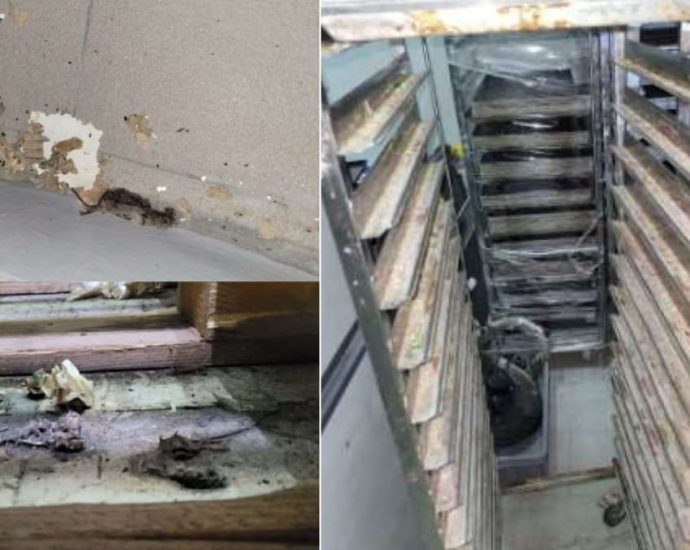 Proofer Bakery fined after dead mice, dirt and grime found in central kitchen