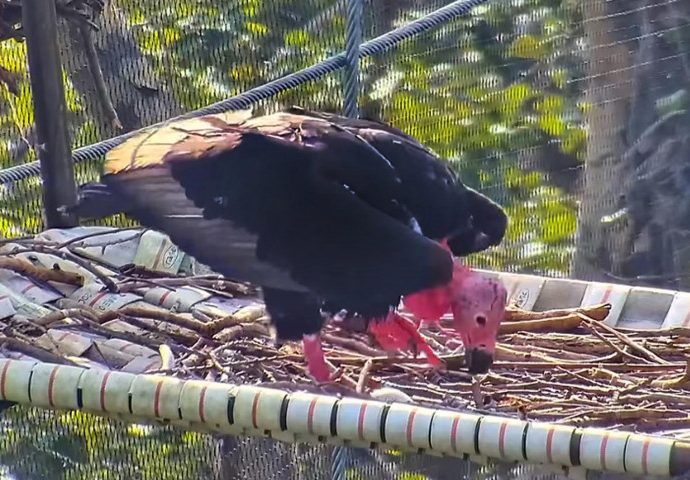 Rare vulture lays first egg