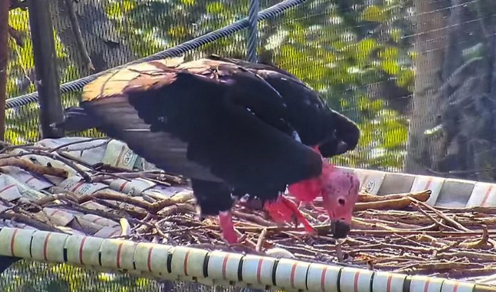 Rare vulture lays first egg