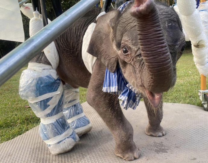 Stray jumbo calf dies despite intensive care