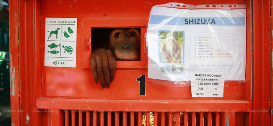Three orangutans repatriated to Indonesia