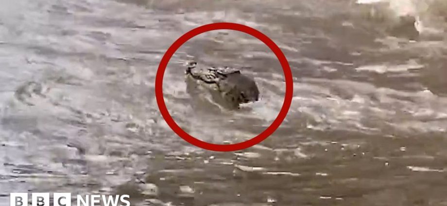 Watch: Crocodile and wallaby captured in Australia floods