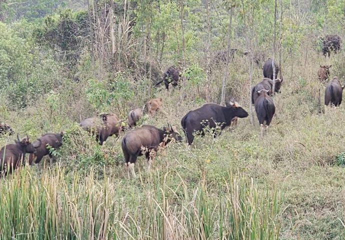 Attack sparks alarm as gaurs run amok in Korat