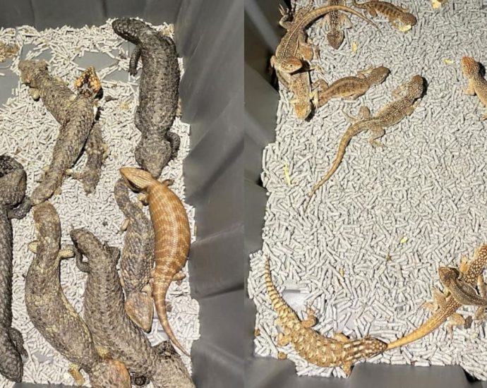 Australian police bust native reptile smuggling ring