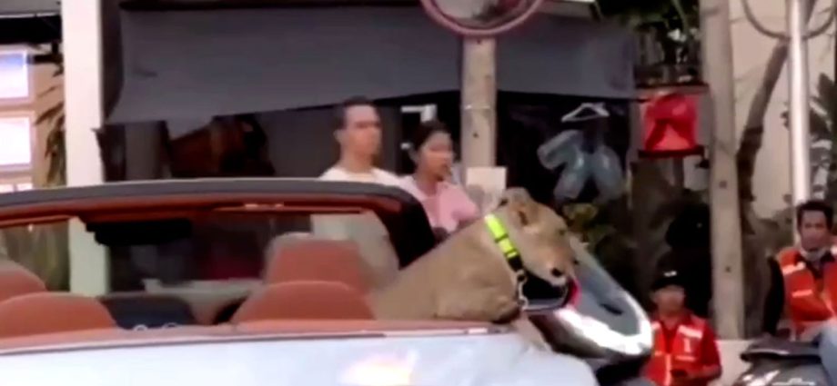 Ban floated on individuals owning lions following viral video