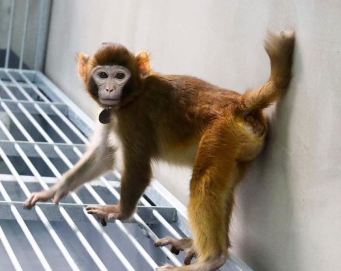 China scientists clone first rhesus monkey using new method