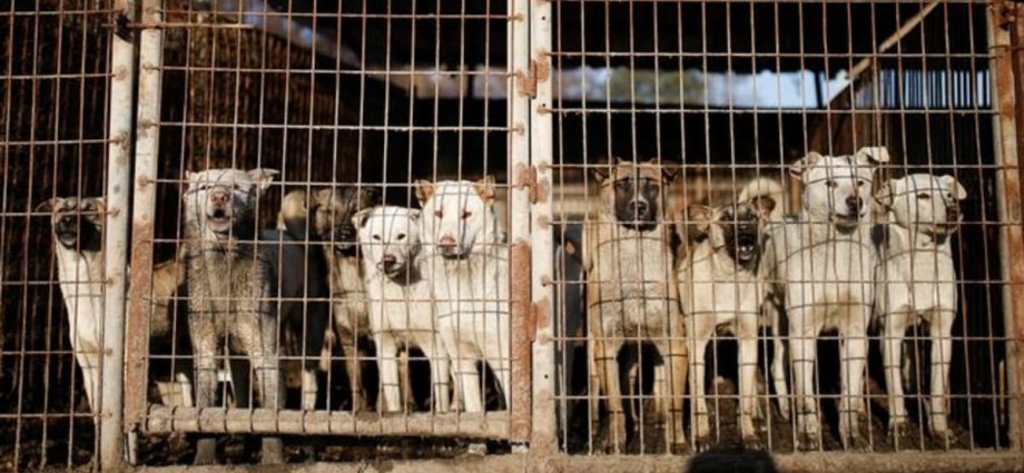 Commentary: South Korea is banning the sale of dog meat, but that does not mean consumption will stop