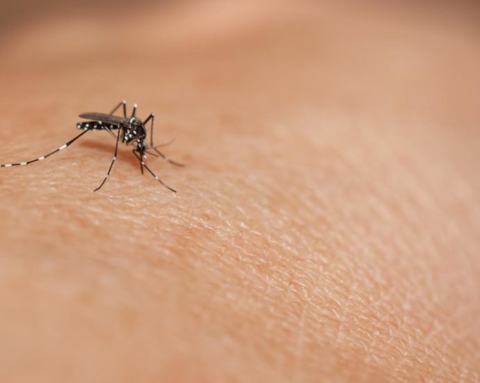 Dengue infections up for seven straight weeks; NEA urges ‘immediate action’