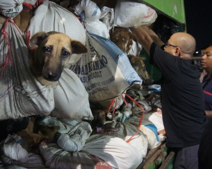 Indonesian police halt truck with over 200 dogs bound for slaughter