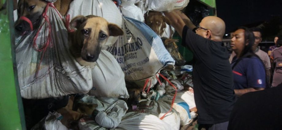 Indonesian police halt truck with over 200 dogs bound for slaughter