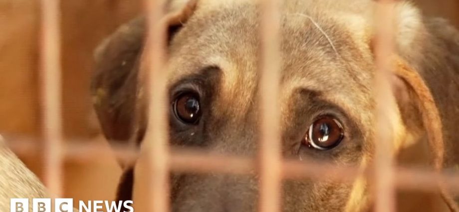 Inside South Korea’s last dog meat restaurants